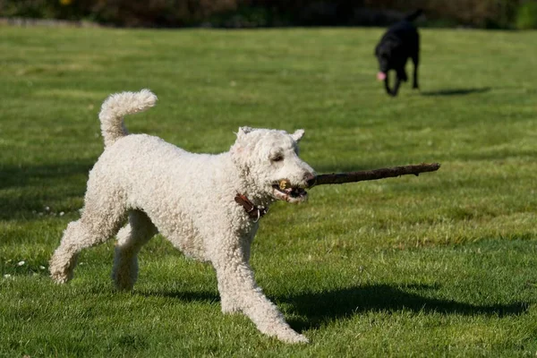 White Royal Poodle Running Wooden Stick His Mouth Garden — Stock Photo, Image