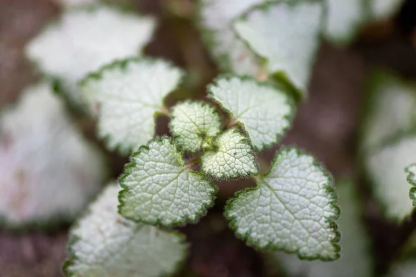 Pflanzen Des Powell Botanical Gardens Kingsville Missouri — Stockfoto