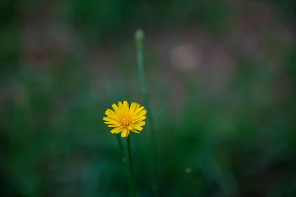 Primo Piano Fiori Gialli Sfondo Verde Sfocato — Foto Stock