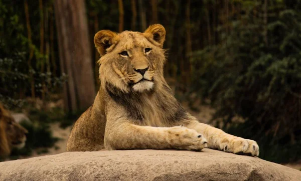 Lew Siedzący Kamieniu Zoo — Zdjęcie stockowe
