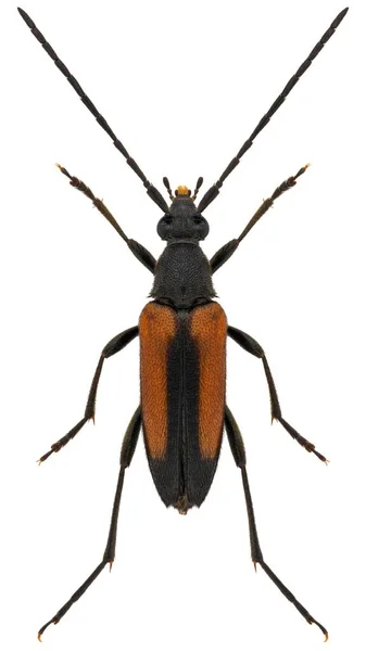 Especie Escarabajo Cuerno Largo Stenurella Melanura Nombre Trivial Escarabajo Rayas —  Fotos de Stock