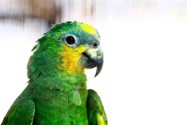 Közelkép Egy Zöld Sárga Papagájfejről — Stock Fotó