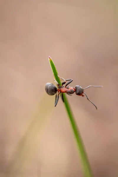 Una Pequeña Hormiga Arrastrándose Sobre Una Hoja Planta Verde Durante — Foto de Stock