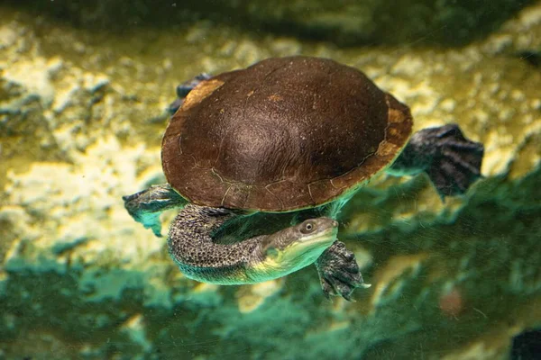 Närbild Österrikisk Sydamerikansk Sköldpadda Chelidae Som Simmar Vattnet — Stockfoto
