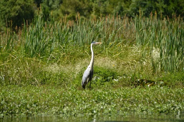 Över Stor Blå Heron Fågel Det Gröna Fältet — Stockfoto