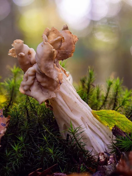 Closeup Helvella Crispa Mushroom Autumn — Stock Photo, Image