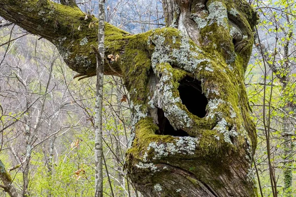 Eine Baumhöhle Mit Moos Bedeckt — Stockfoto