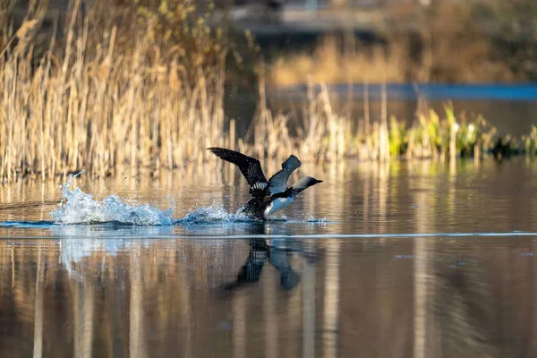 Ένα Πουλί Που Πετάει Πάνω Από Νερό Περιτριγυρισμένο Από Γρασίδι — Φωτογραφία Αρχείου