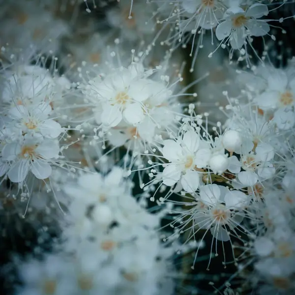 Крупный План Сосочков Белых Цветов False Spirea Sorbaria Sorbifolia Deciduous — стоковое фото