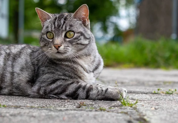 一只长着一双绿眼睛的条纹猫的特写镜头躺在地上朝前看 — 图库照片