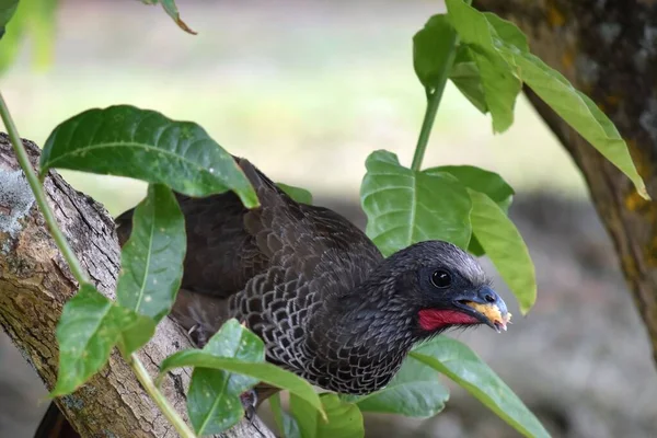 Primer Plano Guan Spix Penélope Jacquacu Con Comida Pico — Foto de Stock