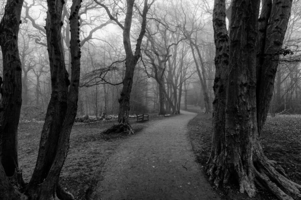 Vue Angle Bas Une Belle Forêt Londres Angleterre — Photo