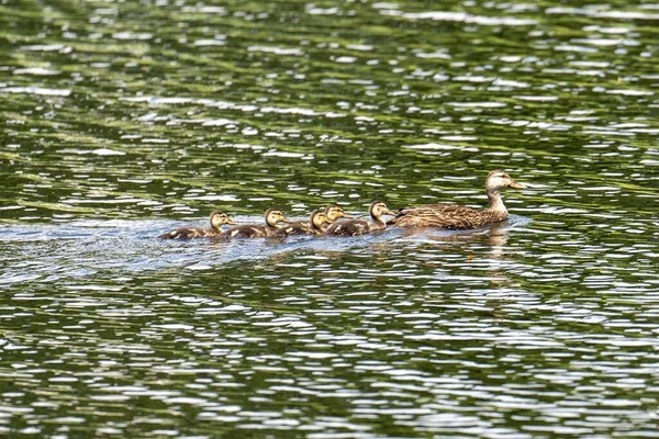 연못에서 그들의 어머니 라드를 줄을서서 라드의 아름다운 — 스톡 사진