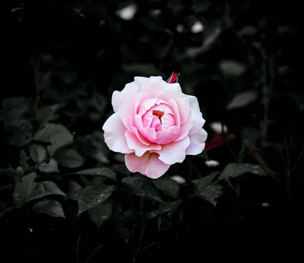 Närbild Rosa Ros Trädgård — Stockfoto