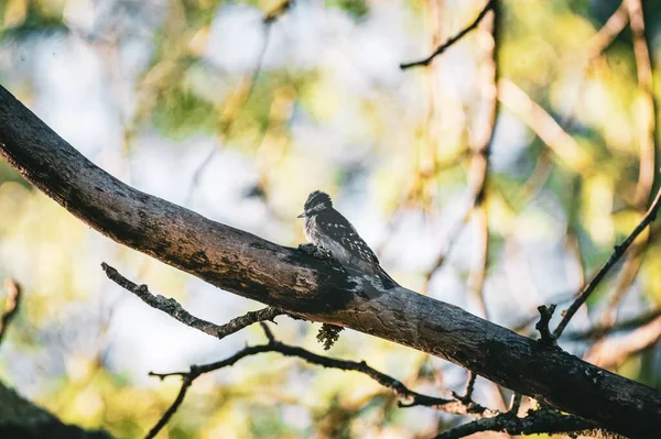 Una Vista Panorámica Pájaro Carpintero Posado Sobre Una Rama Árbol — Foto de Stock