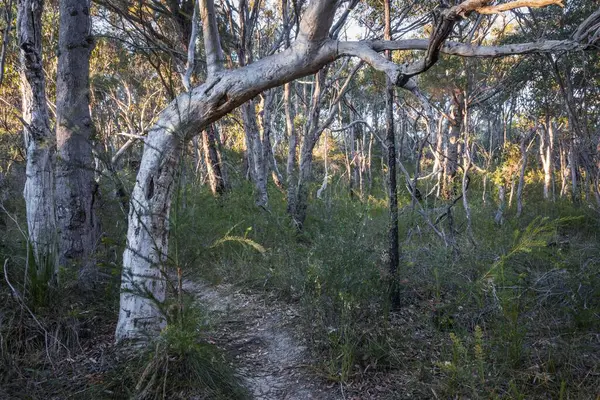 Een Lage Hoek Uitzicht Prachtige Bomen Nsw Australië — Stockfoto