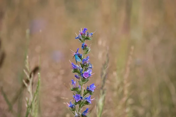 Eine Malerische Ansicht Einer Lila Jasione Crispa Blume Einer Ländlichen — Stockfoto