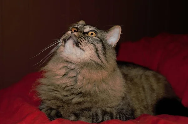 Closeup Portrait Fluffy Cat Attentively Looking Sitting Red Fabric — Stock Photo, Image