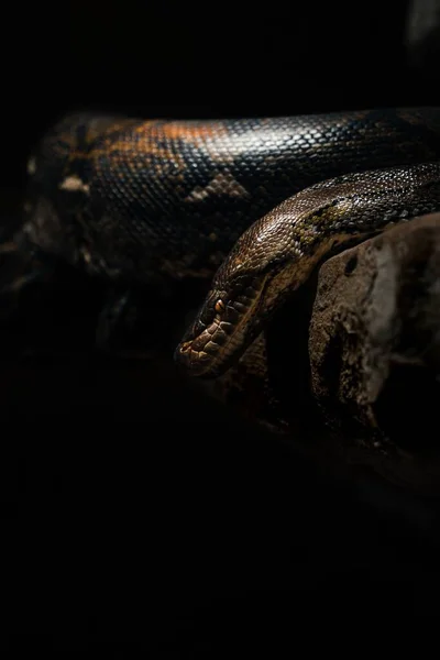 Vertical Shot Python Laying Rock — Stock Photo, Image