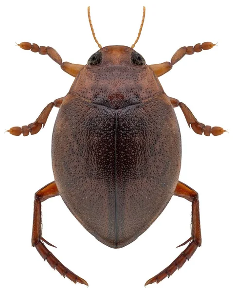 Predaceous Diving Beetle Species Hyphydrus Ovatus — Stock Photo, Image