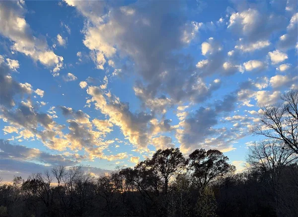 Hermoso Tiro Árboles Bajo Nubes Esponjosas Cielo Azul Atardecer — Foto de Stock
