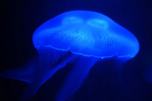 Медуза Воде — стоковое фото