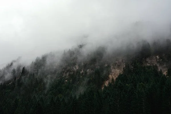 Een Dik Bos Heuvel Volledig Omhuld Met Een Zware Mist — Stockfoto