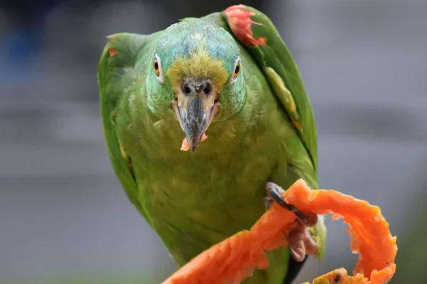 Крупный План Зеленого Попугая Едой Клюве Сидящего Апельсиновой Скамейке — стоковое фото