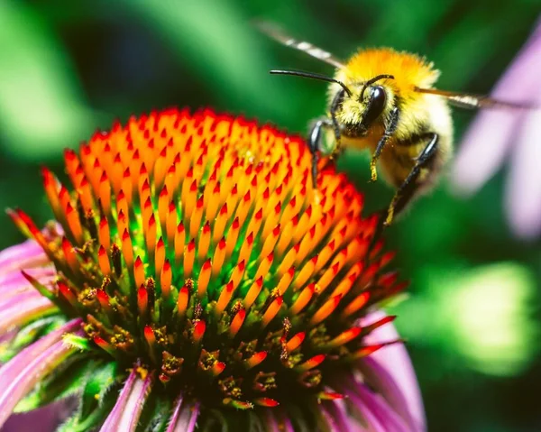 Ένα Κοντινό Πλάνο Μιας Μέλισσας Που Τρέφεται Από Μωβ Κωνοφόρο — Φωτογραφία Αρχείου