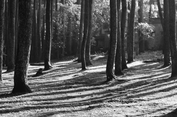 Graustufenansicht Einer Landschaft Mit Hohen Bäumen — Stockfoto