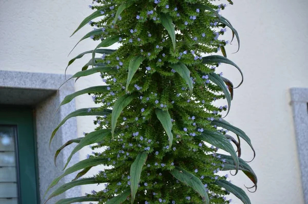 Primer Plano Una Planta Echium Pininana Con Pequeñas Flores Azules —  Fotos de Stock