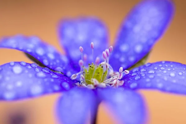 Makro Modré Květiny Hepatica Transsilvanica Kapkami Vody — Stock fotografie