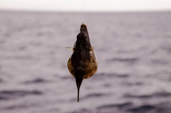 Над Синим Атлантическим Океаном Зацепилась Одна Морская Рыба — стоковое фото