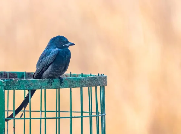 Zdjęcie Bliska Ptaka Drongos Siedzącego Bramie — Zdjęcie stockowe