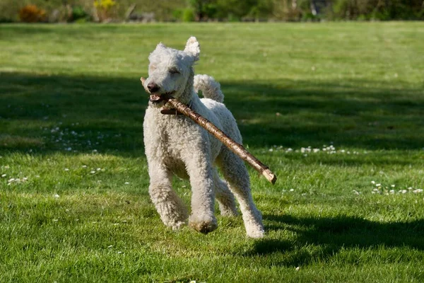Royal Poodle Garden Running Wooden Stick Its Mouth — Stock Photo, Image
