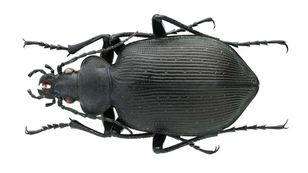 Macro Photo Beautiful Ground Beetles Collection — Stock Photo, Image