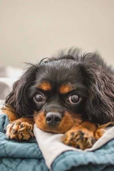 Cavalier King Charles Spaniel Ready Bed — Stock Photo, Image