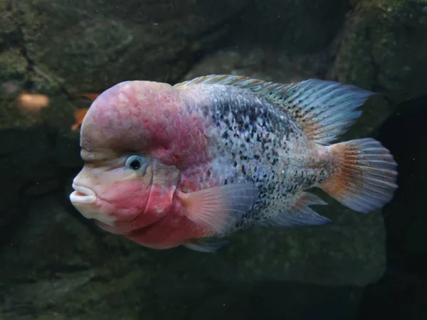 Nahaufnahme Eines Rotschopf Buntbarschfisches Der Unter Wasser Schwimmt — Stockfoto