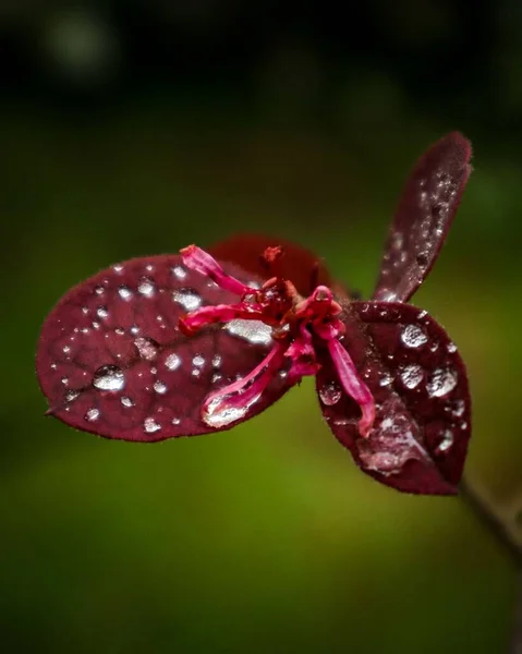 Pionowe Ujęcie Czerwonego Kwiatu Kwitnącego Ogrodzie — Zdjęcie stockowe