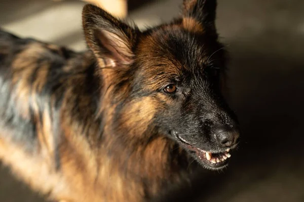 Americano Cane Pastore Tedesco Animale Domestico Con Viso Bagnato — Foto Stock