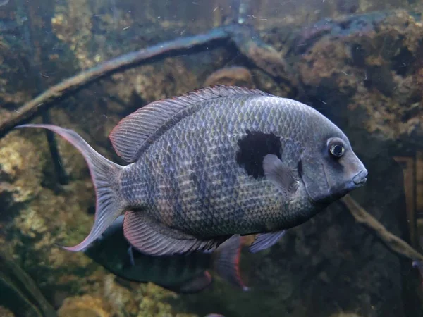 Eine Nahaufnahme Eines Paretroplus Menarambo Eines Buntbarschfisches — Stockfoto