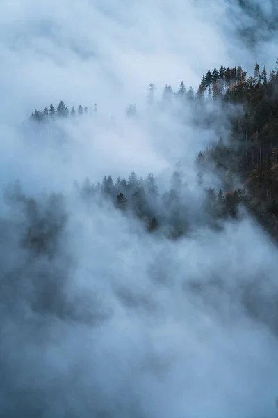 Tiro Vertical Uma Floresta Nebulosa Schwarzwald Alemanha — Fotografia de Stock