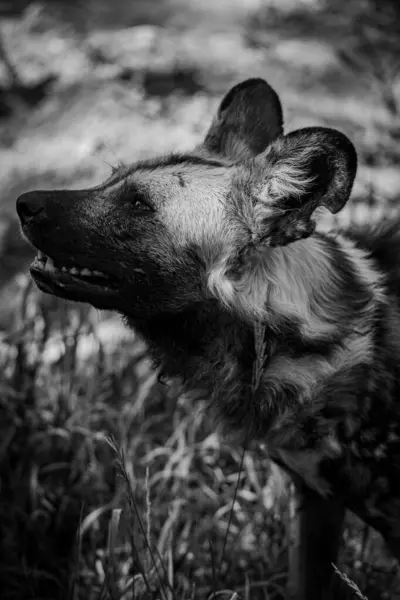 Grayscale African Wild Dog Lycaon Pictus Field — Stock Photo, Image