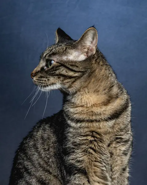 Ciekawy Kot Studio Pet Portret — Zdjęcie stockowe