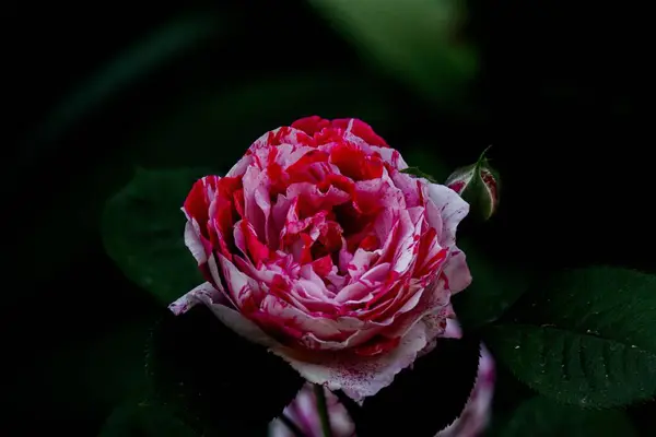 Eine Nahaufnahme Einer Rosa Rose — Stockfoto