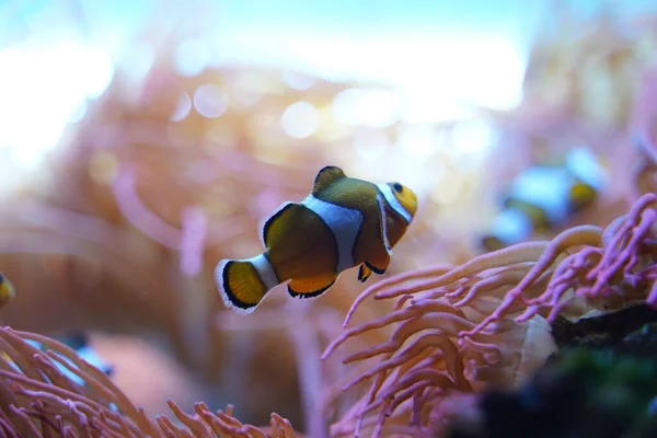 淡淡的背景下的水族馆里的小鱼 — 图库照片