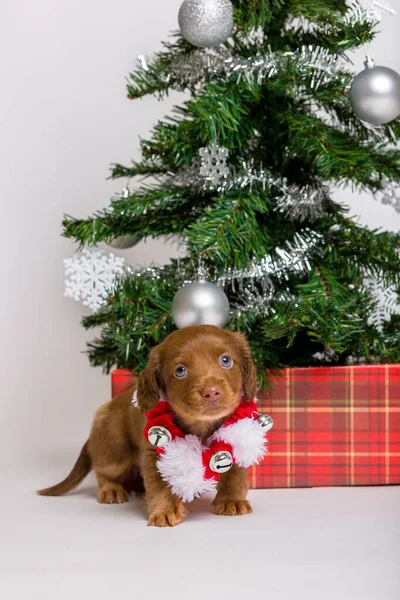 Adorable Studio Portraits Dachshund Puppies Dressed — Stock Photo, Image