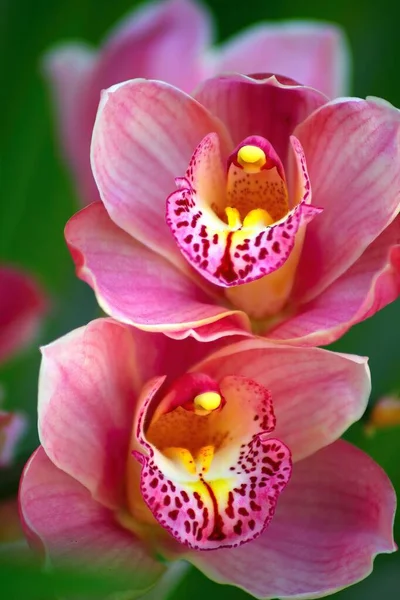 Vertikal Bild Två Blommande Rosa Orkidé Blommor Grön Bakgrund — Stockfoto