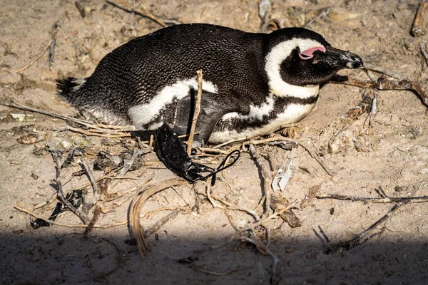Primer Plano Pingüino Cansado Ciudad Del Cabo Sudáfrica —  Fotos de Stock