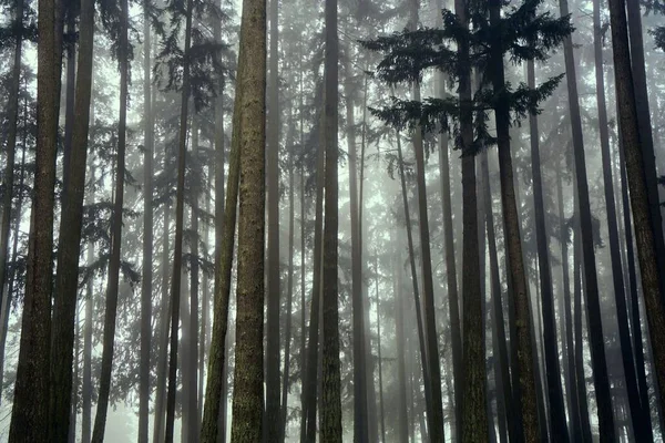 Uma Floresta Nebulosa Com Árvores Altas Willamette Valley Eua — Fotografia de Stock